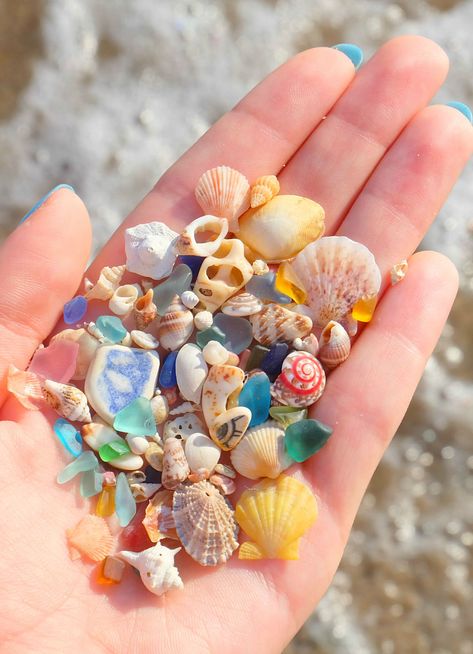 Tiny Sea Treasures Treasure Beach, Summer Pics, Ocean Treasures, Sea Photography, Sea Snail, Shell Collection, She Sells Seashells, Shell Beach, Sea Pottery