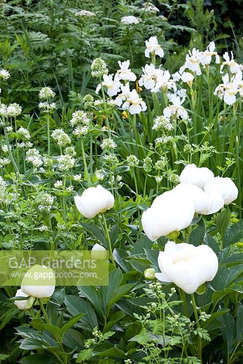 Paeonia 'Jan van Leven', Iris sibirica 'Alba', Centranthus ruber Centranthus Ruber, Iris Sibirica, Moon Garden, Plant Photography, Plant Combinations, Loose Style, Shade Garden, Hedges, Garden Plants