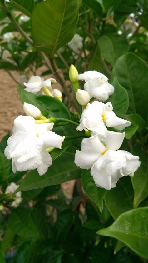 Tabernaemontana divaricata commonly called pinwheel flower, crape jasmine, East India rosebay and Nero's crown is an evergreen shrub native to India and now cultivated throughout South East Asia and the warmer regions of continental Asia.The stem exudes a milky latex when broken, whence the name milk flower.Family: Apocynaceae, Genus: Tabernaemontana, Species: T. divaricata.. Tabernaemontana Divaricata, Pinwheel Flower, Kingdom Plantae, South East Asia, Flowering Plants, Evergreen Shrubs, Flower Planters, East Asia, And Now