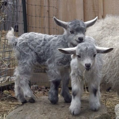 Crazy kids Goat Kidding, Pygmy Goat, Baby Sheep, Cute Goats, Goat Farming, Baby Goats, Zoology, Sweet Animals, Animal Photo