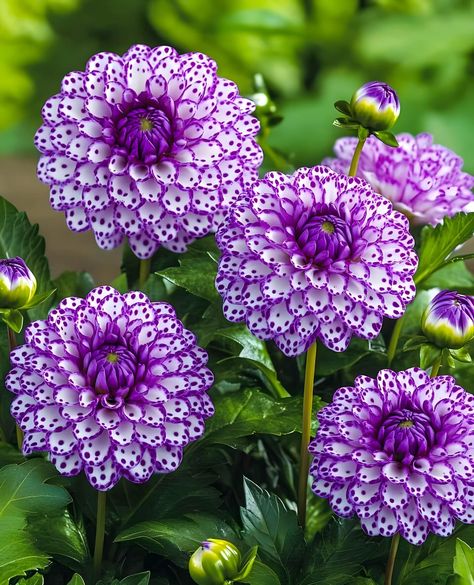 Dahlia Flower Garden, Purple Dahlia, Dahlia Flowers, Nothing But Flowers, Unusual Flowers, Dear Future, Rare Flowers, Flower Fairies, Dahlia Flower