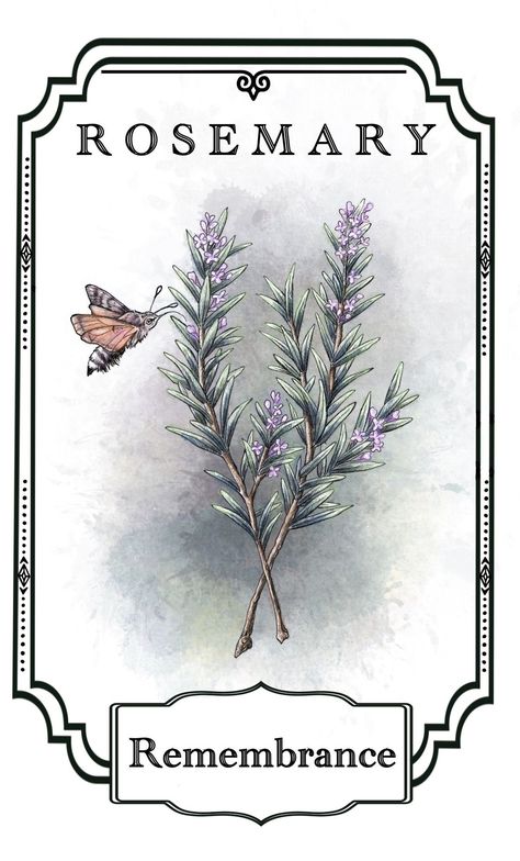 Flowering Rosemary, Plant Meanings, Victorian Language Of Flowers, Rosemary Flower, Victorian Language, Goth Wall Art, Herbs Illustration, Anime Flower, Remembrance Tattoos