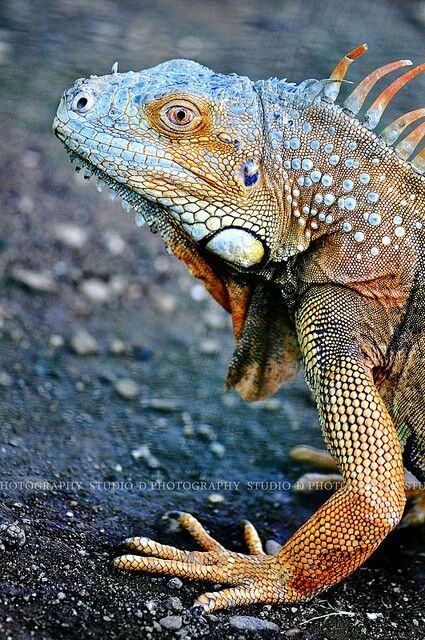 Iguana Iguana Tattoo, Big Iguana, Museum Of Curiosity, Lizard Dragon, Lizard Species, Land Turtles, Green Iguana, Tyrannosaurus Rex, Reptiles And Amphibians