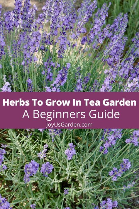 Tea Plants Gardening, Yea Garden Layout, Plants You Can Make Tea From, Plants For Tea Garden, Green Tea Plant How To Grow, Tea Plants To Grow, Herbal Tea Garden Plants, Container Tea Garden, Herbal Tea Garden Design