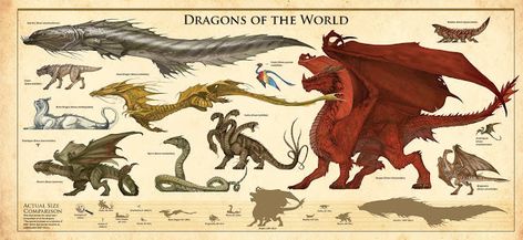 The Dracopedia Project: Dracopedia: Dragons of the World Poster Types Of Dragons, Mythological Animals, Mythical Dragons, Monster Hunter World, Fantasy Beasts, Creature Drawings, Dragon Pictures, Fantasy Monster, Fantasy Creatures Art