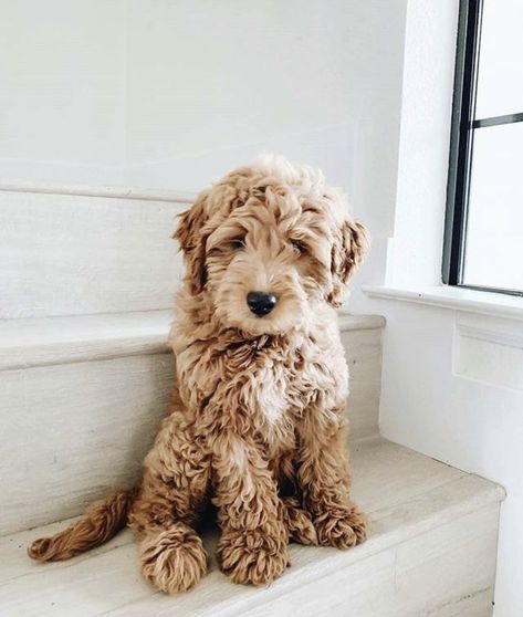 Mini Maltipoo Puppy, Golden Doodle Miniature, Night World, Good Night World, Cutest Puppy Ever, Mini Goldendoodle Puppies, Puppy Cuddles, Golden Doodles, Goldendoodle Puppies