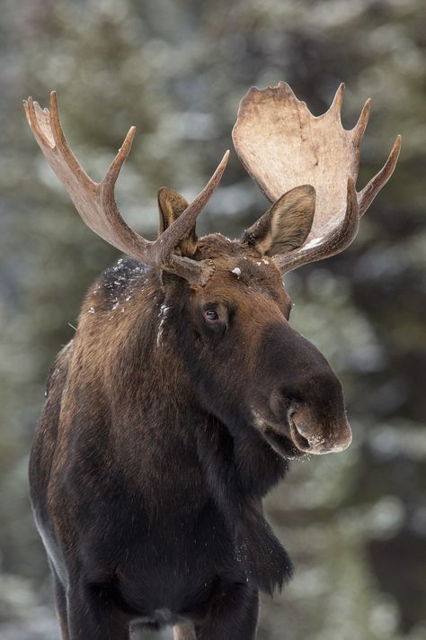 Canadian Moose                                                                                                                                                                                 More Canadian Moose, Moose Pictures, Canadian Animals, Moose Hunting, Moose Deer, Deer Species, Canadian Wildlife, Bull Moose, Moose Antlers