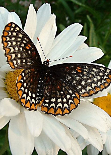 Baltimore Checkerspot Butterfly Photo Papillon, Moth Caterpillar, Flying Flowers, Butterfly Photos, Beautiful Bugs, Butterfly Pictures, Butterfly Kisses, Butterfly Garden, Butterfly Flowers