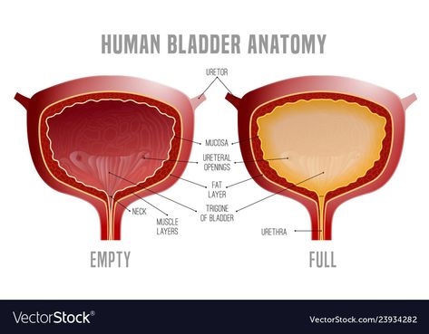 Urinary Bladder Anatomy, Bladder Anatomy, Organ Anatomy, Urinary Bladder, Background Medical, Human Organ, Educational Infographic, Anatomy Drawing, Good Notes