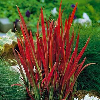 Algot Ikea, Ornamental Grass Landscape, Red Grass, Edging Plants, Grass Landscape, Ornamental Grass, Working Farm, Red Plants, Red Garden