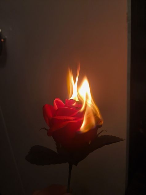 Burning Bouquet, Burning Paper Aesthetic, Burning Flowers Aesthetic, Flaming Rose Aesthetic, Rose On Fire Aesthetic, Flower On Fire, Burning Rose Painting, Rose On Fire Painting, Flaming Rose