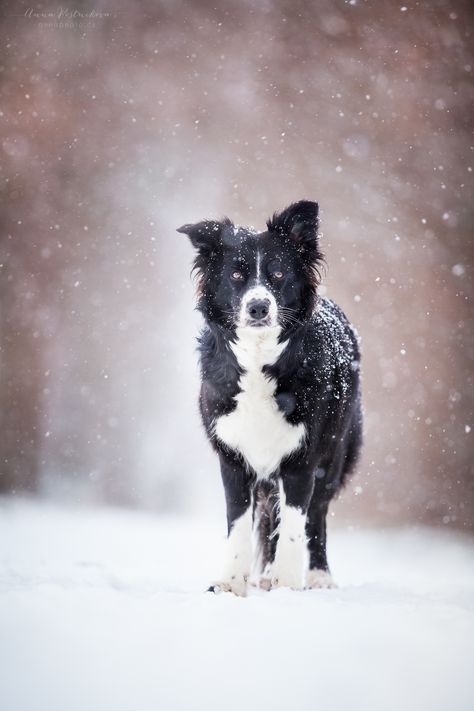 Border Collie and snow - Iška the border collie, Prague, Czech Republic.  http://facebook.com/annaphoto.cz Dog Photography Winter, Alexandrina Dresses, Pet Photography Poses, Dog Christmas Pictures, Wolf Poses, Snow Photoshoot, Snow Photography, Dog Photoshoot, Border Collie Dog