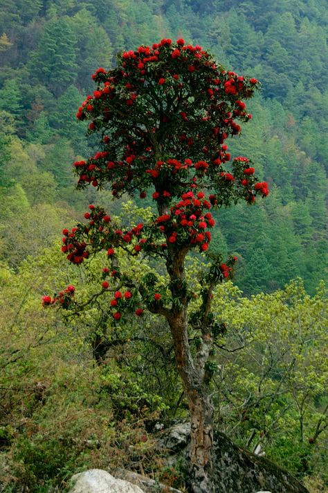 Name: Tree Rhododendron (Rhododendron arboreum); Range: S. & SE. Asia Rhododendron Arboreum, National Flower, Alpine Plants, Reverse Osmosis Water, Drone Photos, Beautiful Landscape Wallpaper, Himachal Pradesh, Red Wallpaper, Flowering Trees