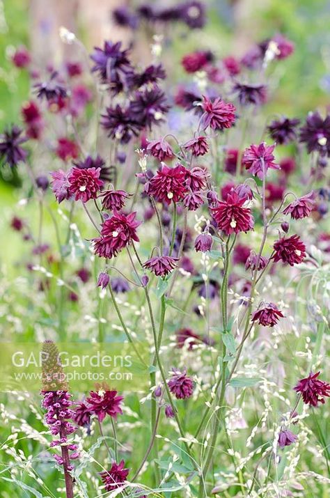 Aquilegia vulgaris v...  stock photo by Heather Edwards, Image: 1268985 Aquilegia Vulgaris, Harvesting Herbs, Wild Flower Meadow, Pool Water Features, Window Box Flowers, Garden Nursery, Plant Photography, Mediterranean Garden, Formal Gardens