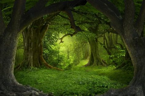 Why I'm Not Mysterious - Wallpaper Studio, Forest Backdrops, Best Nature Wallpapers, Secret Forest, Matka Natura, Forest Wall Mural, Summer Trees, Scenery Photography, Forest Background