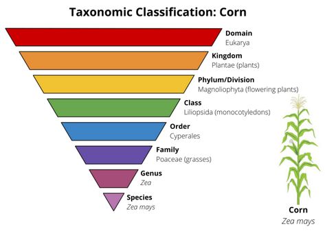 Science 101: Plant Classification | Iowa Agriculture Literacy Plant Taxonomy, Taxonomic Classification, Biology Plants, Plant Classification, Plant Physiology, Mnemonic Devices, Plant Parts, Kingdom Plantae, Plant Kingdom