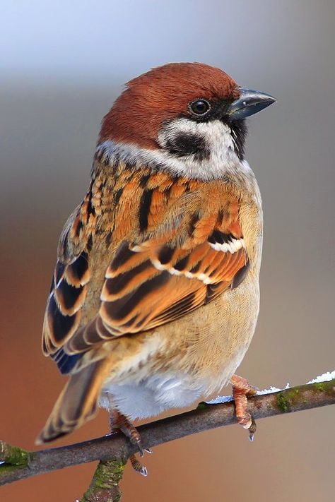 Tree Sparrow. Автор: Piotr Górny Sparrow Art, Bird Watercolor Paintings, Sparrow Bird, Bird Wallpaper, Airbrush Art, Nature Birds, Bird Pictures, Animal Sketches, Bird Drawings