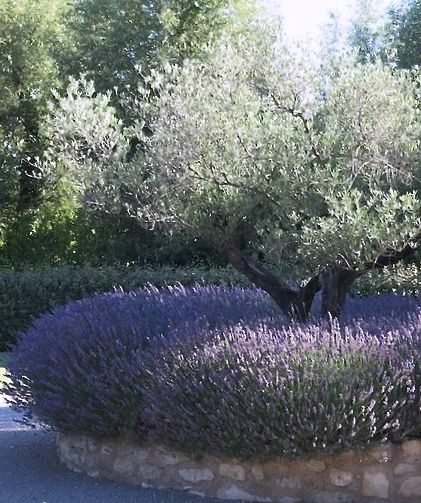 Olive Tree In Raised Bed, Olive Trees And Lavender Garden, Olive Tree On Patio, Olive Tree With Lavender, Olive Tree In Planter Outdoor, Olive Trees In Garden, Olive Tree Lined Driveway, Olive Tree Landscaping, Olive Tree Landscape