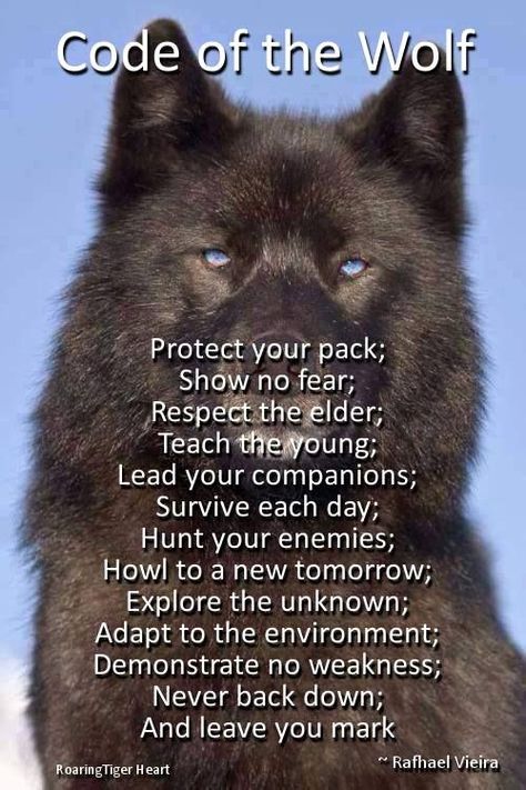 Code Of The Wolf, Lup Singuratic, Trening Sztuk Walki, Wolf Stuff, Wolf Quotes, Wolf Tattoo Design, Wolf Spirit, Warrior Quotes, Life Quotes Love