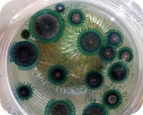 Mold Photography, Microscopic Photography, Petri Dishes, Growth And Decay, Microscopic Images, Biology Art, Bio Art, Green Things, Petri Dish