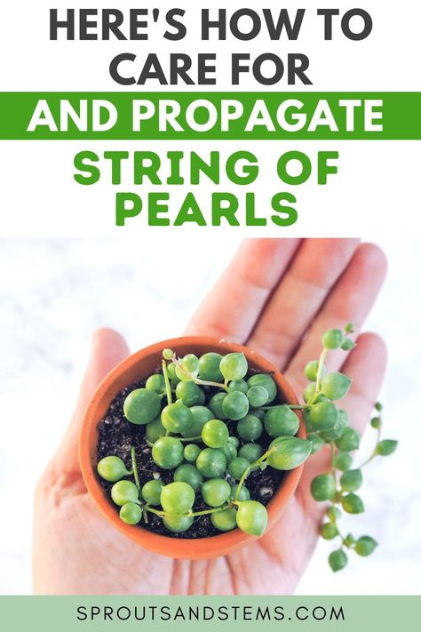 Succulent Pearl Plant, How To Grow String Of Pearls Plant, Strings Of Pearls Plant, Pearl Of Strings Plant, Strong Of Pearls Plant, Easy Plant Propagation, How To Care For String Of Pearls Plant, String Of Dolphins Plant Care, How To Propagate String Of Pearls