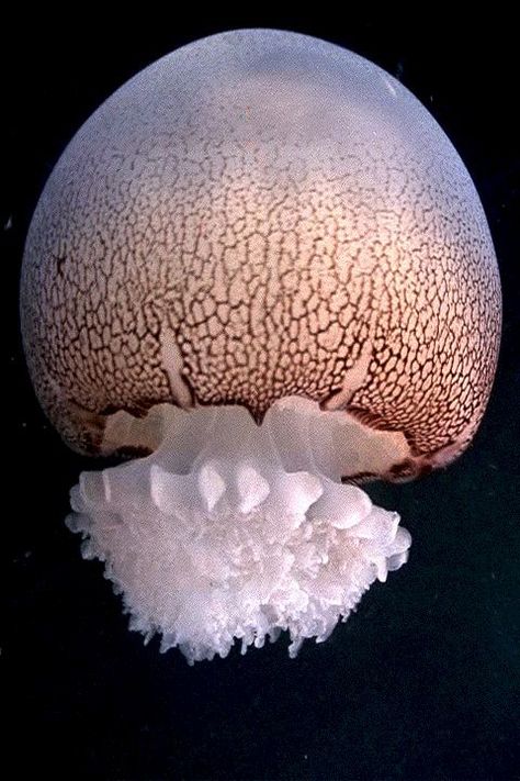 Most Beautiful Jellyfish In The World: Cannonball Jellyfish (source: wiki) Cannonball Jellyfish, Jellyfish Species, Beautiful Jellyfish, Life Under The Sea, Beneath The Sea, Beautiful Sea Creatures, Underwater Creatures, Underwater Life, Ocean Creatures