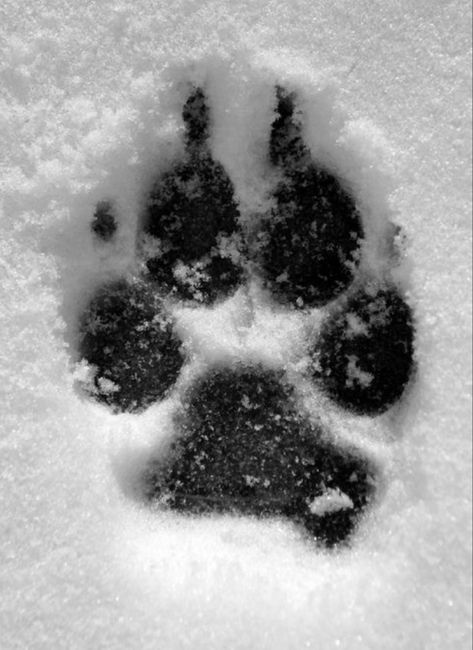 Wolf Paw Print, Black Pug Puppies, Wolf Paw, Popular Dog Breeds, Most Popular Dog Breeds, Wolf Pictures, Black Pug, Pug Puppies, Black Wolf