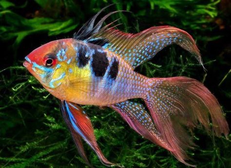 Discus Fish For Sale, Tropical Fish Aquarium, Tropical Freshwater Fish, Discus Fish, Freshwater Aquarium Fish, African Cichlids, Cool Fish, Fish For Sale, Beautiful Sea Creatures