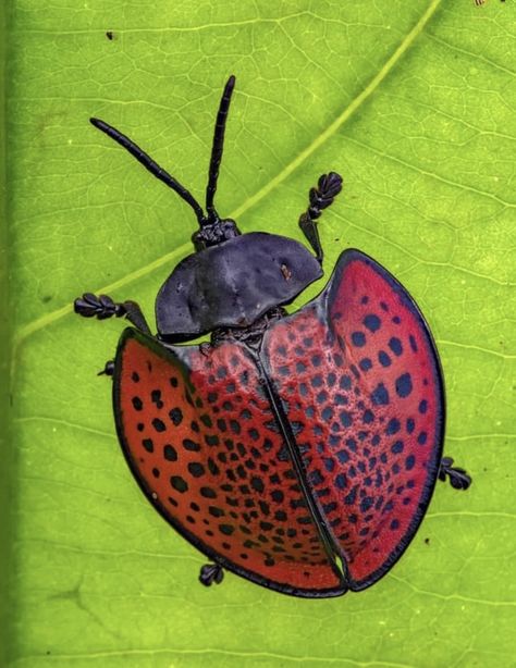 Tortoise beetle (Eugenysa  columbiana).  Photo credit:  @piotr_naskrecki Tortoise Beetle, Beetles, Love Painting, Art Class, Spiders, Art Classes, Photo Credit, Art Lessons, Tortoise