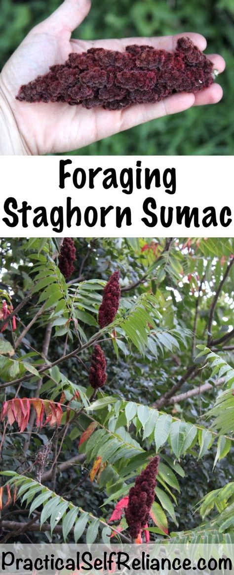 Foraging & Using Staghorn Sumac Rhus Typhina, Staghorn Sumac, Survival Bushcraft, Wild Foraging, Wild Food Foraging, Wild Herbs, Foraging Recipes, Edible Wild Plants, Diy Herb Garden