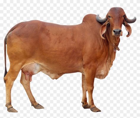 Indian Cow Photography, Sapi Png, Cow Reference, Cow Indian, Indian Clipart, Cow Images, Photo Frem, Indian Cow, Gir Cow