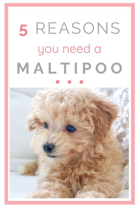 apricot maltipoo puppy Maltipoo Dog, Teddy Bear Puppies, Maltipoo Puppies, Cutest Puppy Ever, Cute Puppy Breeds, Teddy Bear Dog, Easiest Dogs To Train, Cockapoo Puppies, Maltipoo Puppy