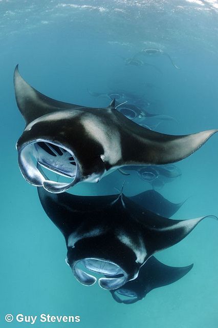 Manta Ray Creature Design, Manta Ray Photo, Stingray Vs Mantaray, Spotted Manta Ray, Giant Manta, Giant Oceanic Manta Ray, Reef Shark, Manta Ray, Beautiful Sea Creatures