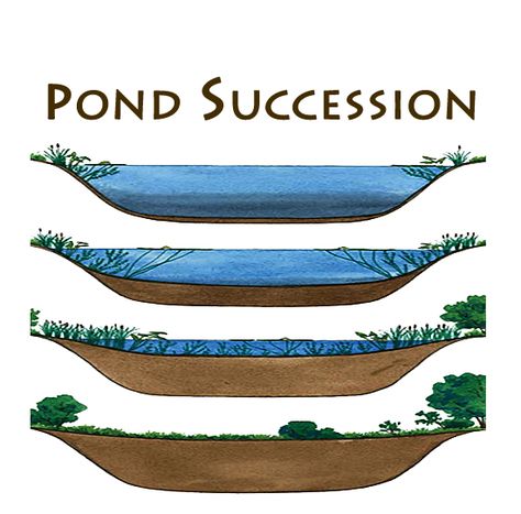 pond-succession Homestead Rescue, Pond Build, Fae Garden, Natural Layers, Aquarium Tips, Forest Pond, Backyard Fountain, Floating Pond Plants, Fishing Pond