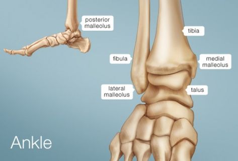 Ankle Anatomy, Ankle Replacement, High Ankle Sprain, Joints Anatomy, Ankle Fracture, Ankle Exercises, Anatomy Bones, Ankle Surgery, Knee Replacement Surgery