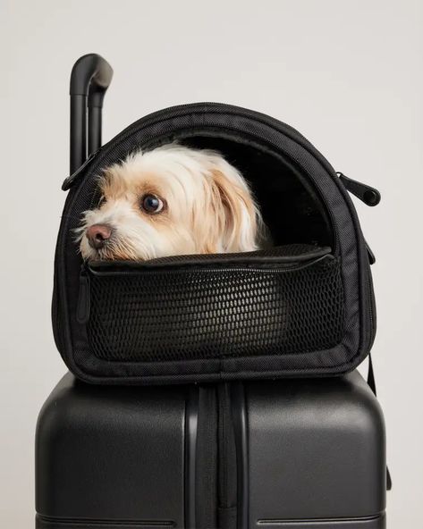 Pet Carriers for Dogs & Cats | Quince Dog Travel Carrier, Dog Carrier Purse, Small Dog Accessories, Best Small Dogs, Small Dog Carrier, Puppy Carrier, Pet Travel Carrier, Dog Travel Bag, Cute Guinea Pigs