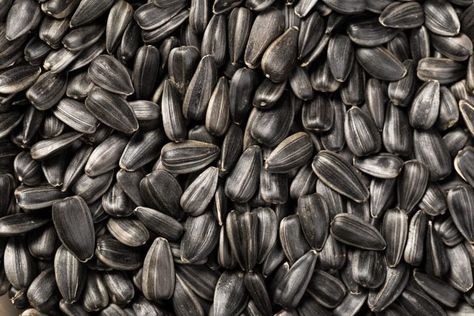 Sunflower Seeds Benefits, Harvesting Sunflower Seeds, Black Oil Sunflower, Farm Tips, Types Of Sunflowers, Wild Birds Unlimited, Seeds Benefits, Black Oil Sunflower Seeds, Sunflower Patch