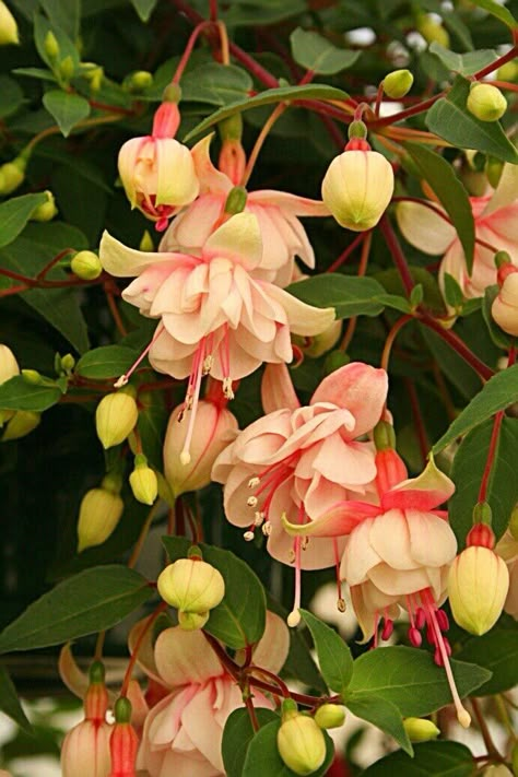 نباتات منزلية, Fuchsia Flower, Fuchsia Flowers, Pretty Plants, Gorgeous Gardens, Exotic Flowers, Pink And Yellow, Beautiful Blooms, Cool Plants