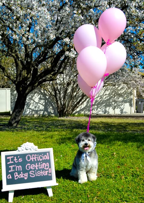 Gender reveal with dog. It’s a girl Gender Reveal Dog Bandana, Simple Gender Reveal Ideas With Dogs, Pet Gender Reveal, Gender Reveal Ideas With Dog, Gender Reveal With Dog, Family Gender Reveal Ideas, Dog Gender Reveal, Intimate Gender Reveal Ideas, Intimate Gender Reveal