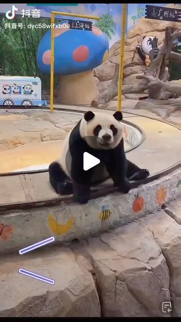 Funny Panda Videos, Funny Pandas Videos, Panda Videos, Zoo Pictures, Me When She, Panda Gif, Baby Panda Bears, Baby Niece