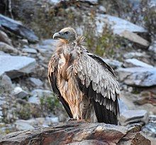 Griffon Vulture, Bearded Vulture, Andean Condor, Forest Department, Animal Conservation, Tropical Animals, Animal Bones, Food Chain, Uttar Pradesh