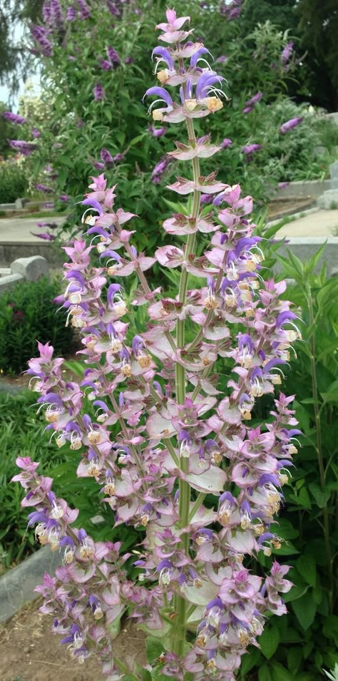 Clary Sage Flower, Salvia Sclarea Plant, Clary Sage Plant, Garden Sage, Salvia Argentea, Salvia Sclarea, Sage Plant, Gardening Zones, Chicken Garden