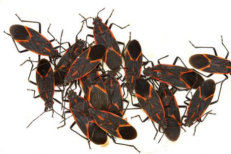 11 Ways to get rid of Box Elder Bugs This Fall Boxelder Bugs, Box Elder Bugs, Asian Beetle, Bug Trap, Rodent Repellent, Essential Oil Box, Bug Off, Household Pests, Cedar Oil