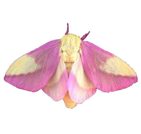 Pngs Aesthetic, Pink Moth, Halloween Camping, Cool Bugs, Png Icons, Beautiful Bugs, Have Inspiration, Insect Art, Bugs And Insects