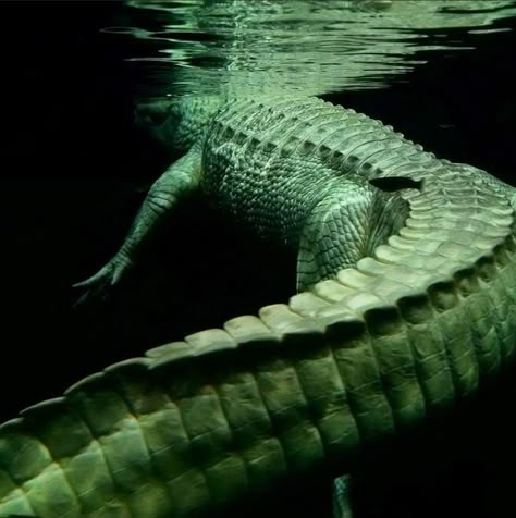 Alligators Aesthetic, Albino Alligator Aesthetic, Crocodile Aesthetic Wallpaper, Alligator Underwater, Gator Aesthetic, Albino Reptiles, Reptiles Aesthetic, Crocodile Photography, Aesthetic Crocodile