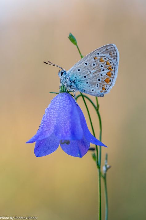 Glasswing Butterfly, Butterfly On Flower, Butterfly Photo, Butterfly Photography, Beautiful Butterfly Pictures, Beautiful Butterfly Photography, Flying Flowers, 강아지 그림, Butterfly Images