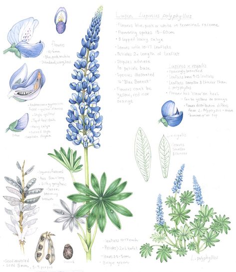 Lupin Flower, Lizzie Harper, Sketchbook Studies, Plant Sketches, Botanical Sketchbook, Lupine Flowers, Ice Flower, Plant Study, Blue Bonnet