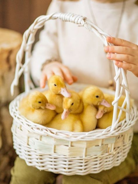 Baby Chicks Photography, Duck Photography, Easter Mini Session, Easter Photography, Easter Photoshoot, Duck Pictures, Mini Photo Sessions, Duck Photo, Pet Ducks