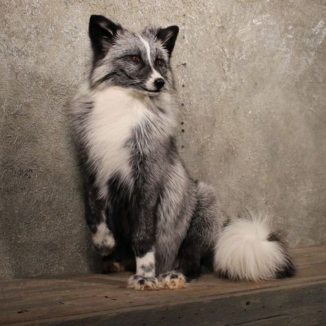 Absolutley elegant Marble Fox. Awe Aesthetic, Animal Symbols, Fantastic Fox, Regnul Animal, Critters 3, Fox Pictures, Pet Fox, Pretty Animals, Wild Dogs