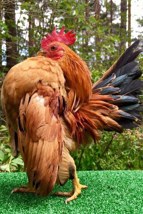 Serama Chicken: Eggs, Height, Size and Raising Tips Small Chicken Breeds, Serama Chicken, Horses Ranch, Chicken Pictures, Beautiful Chickens, Small Chicken, Interesting Animals, Cute Chickens